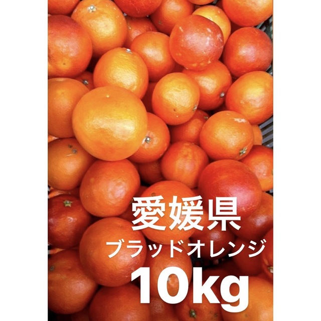 食品愛媛県産　ブラッドオレンジ　柑橘　10kg