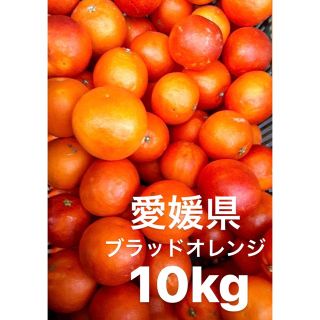 愛媛県産　ブラッドオレンジ　柑橘　10kg(フルーツ)