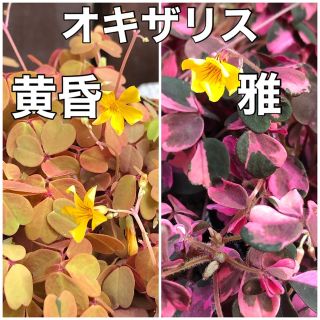 花の苗  オキザリス 苗  ❁⃘雅・黄昏  2色セット❁⃘花苗 多年草 宿根草(その他)