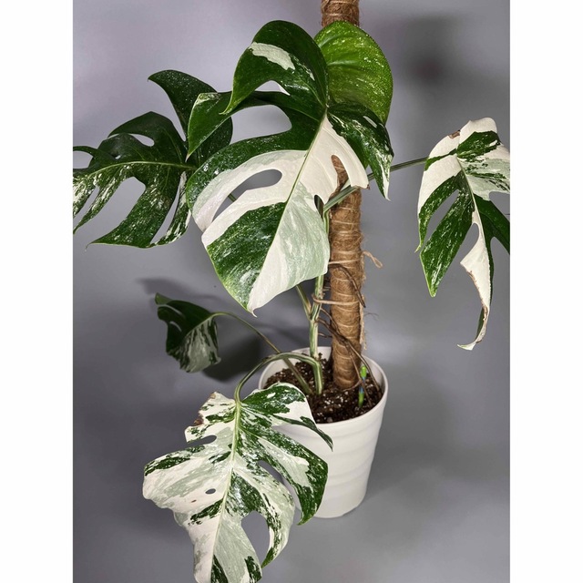 モンステラ　斑入り ホワイトタイガー Monstera borsigiana 3