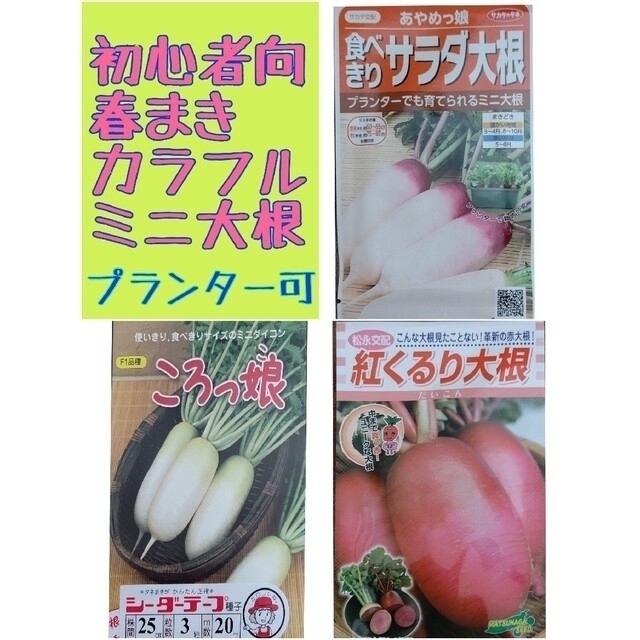 初心者向け 春まき ミニ大根 家庭菜園 プランター サラダダイコン  野菜種 食品/飲料/酒の食品(野菜)の商品写真