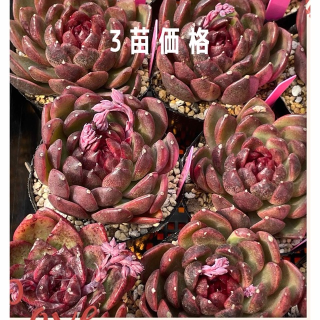 多肉植物 韓国苗 エケベリア レッドクリスタル Lサイズ 3苗の 多肉植物 韓国苗 エケベリア レッドクリスタル Lサイズ 3苗の