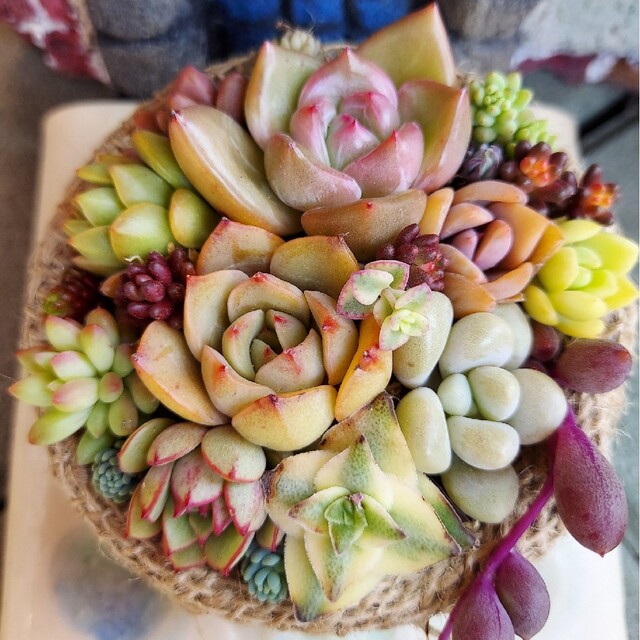 このまま発送いたします♪多肉植物寄せ植え autozona.ba