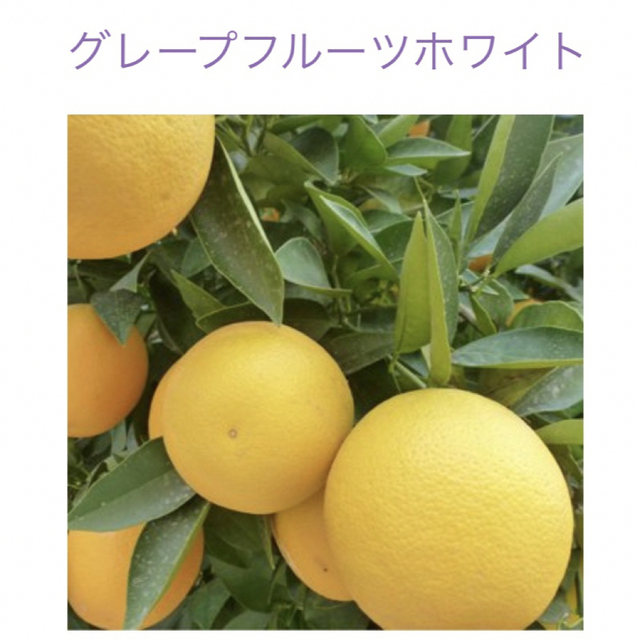 グレープフルーツホワイト10ml  100pure NAGOMI Aroma コスメ/美容のリラクゼーション(エッセンシャルオイル（精油）)の商品写真