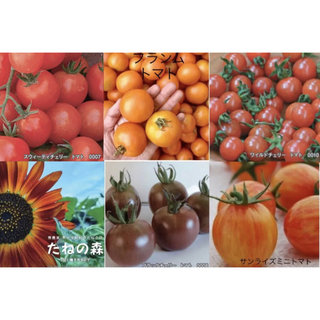 幸様専用ページ　トマトの種　5種類(野菜)