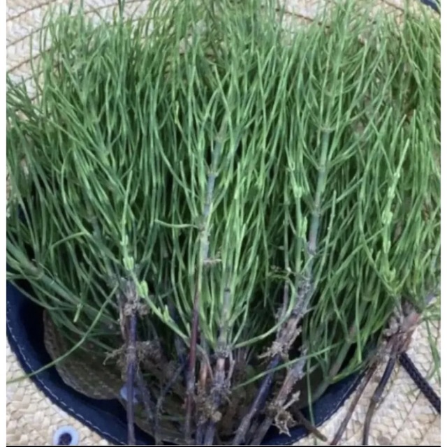スギナ地下茎 新芽つき30苗 根付き つくし スギナ茶 linemenuniversity.com
