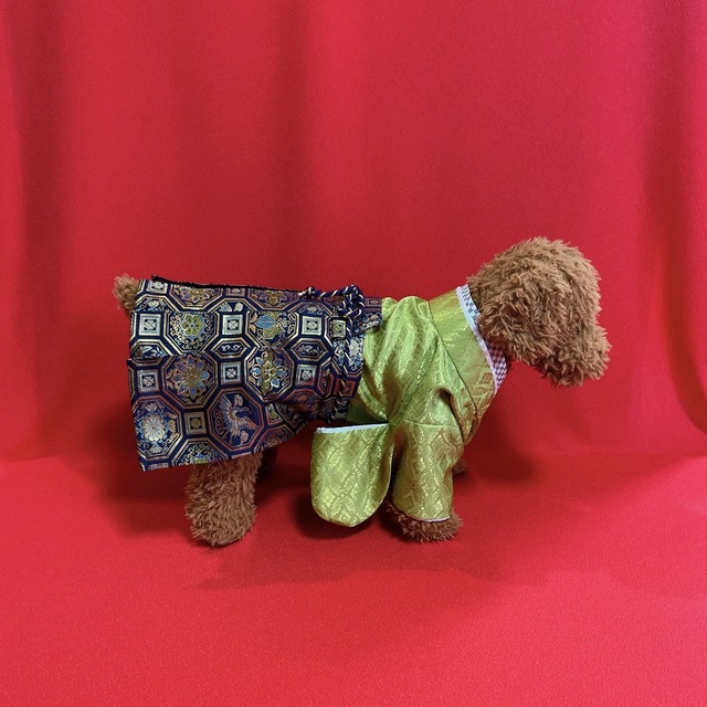 犬の袴✨犬用本格着物&袴セット M 若草色×紺 金襴 犬服 わんこ着物