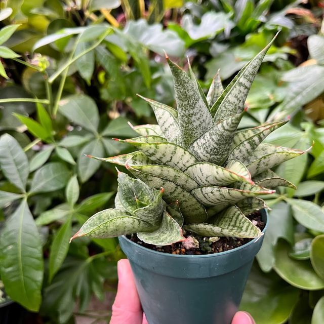 Ｔ様専用 Sansevieria Marga サンセベリア マルガ SVM1-