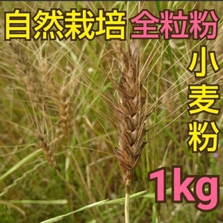 自然栽培 水車挽き 全粒粉中力粉  1kg 熊本県産(野菜)