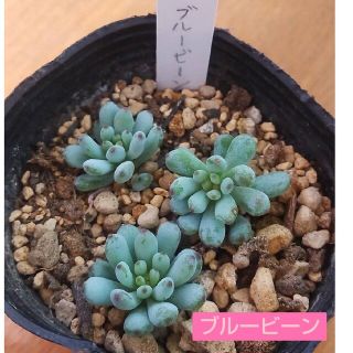 【多肉植物】ブルービーン　３個　カット苗(その他)