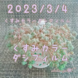 ポットごと発送  くすみカラー♥ダシフィルム 多肉植物  即購入OK  根付き(その他)