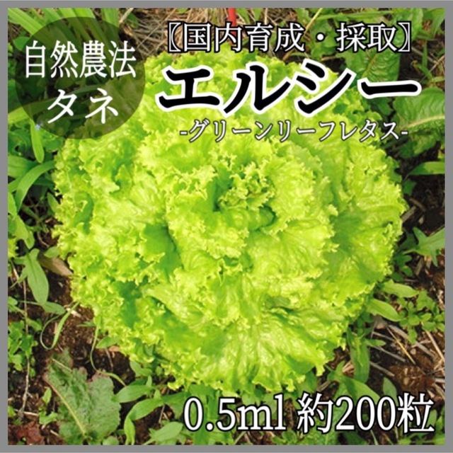 100％本物 レタス エルシー 小袋〈0.5ml 約200粒〉キク科 自然農法種子 無農薬 固定種