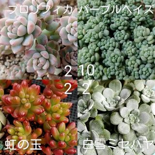 多肉植物　16カット(その他)