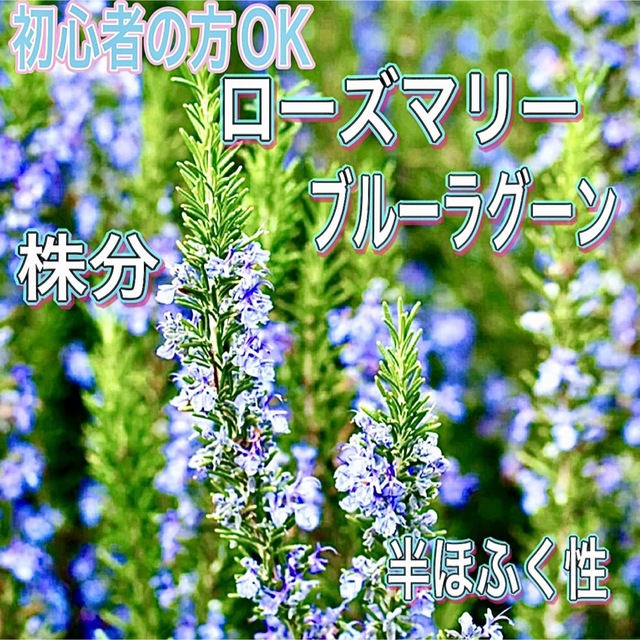 ヨル　さま専用　ローズマリーブルーラグーン　半ほふく性　株分け　苗　ローズマリー ハンドメイドのフラワー/ガーデン(その他)の商品写真