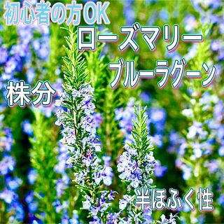 ヨル　さま専用　ローズマリーブルーラグーン　半ほふく性　株分け　苗　ローズマリー(その他)