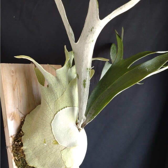 P.veitchii cv.silver frond ビカクシダ大きめ株-