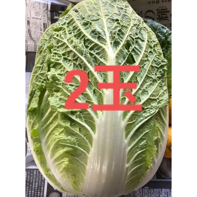 月桃様 専用 www.maetinga.ba.gov.br