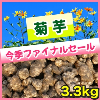 ❤️【産直・大阪いずみ産】菊芋（白菊芋）〜3.3kg(野菜)