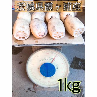 【2023新ばす】1kg れんこん 茨城県産 蓮根 堀り取り当日発送(野菜)