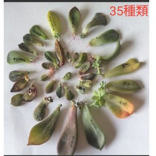 【多肉植物】葉挿し　35種類　全て発芽or発根済です!(その他)