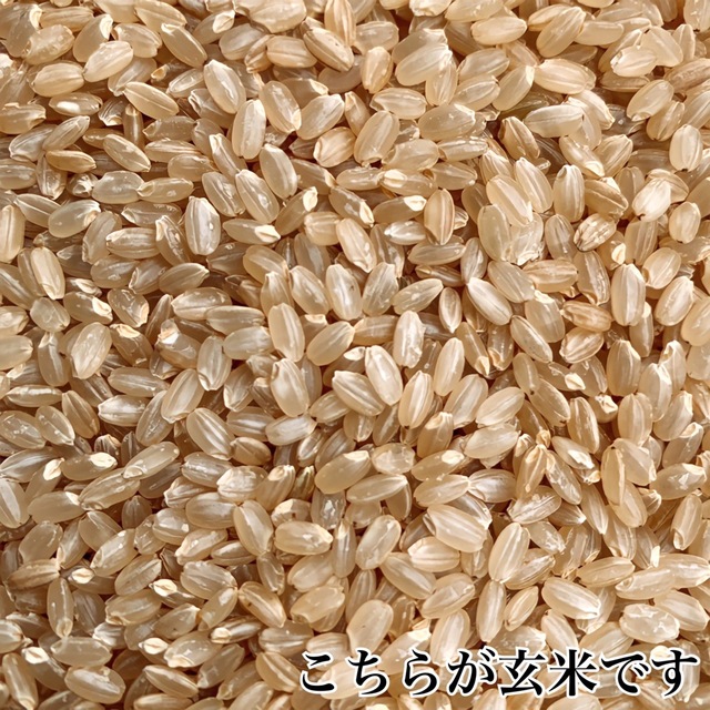 令和４年 秋田県産 新米 あきたこまち 玄米３０kg 特別栽培米 有機米