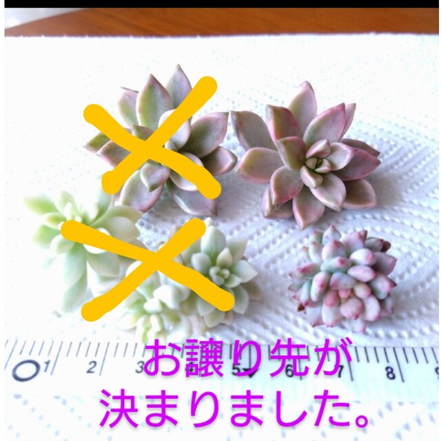 フラワー/ガーデン多肉植物????ミリナエ錦☆姫秀麗錦????ピンクプリティ錦????????班入り✨