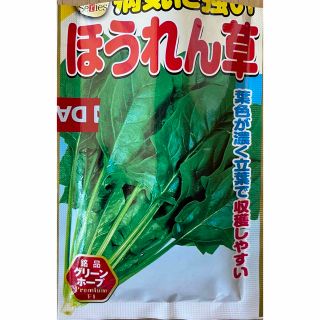 野菜 種 家庭菜園用 ほうれん草500粒(野菜)