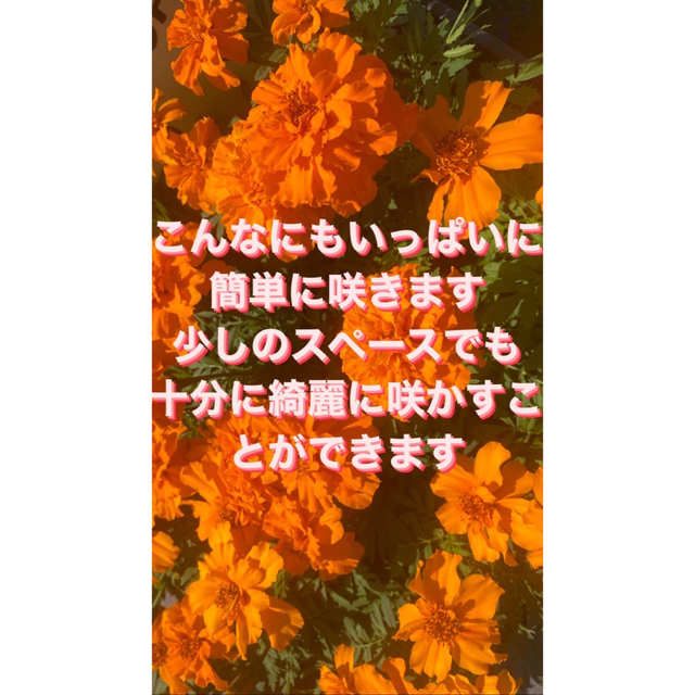 マリーゴールド　種　100粒以上　説明書付き ハンドメイドのフラワー/ガーデン(その他)の商品写真