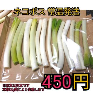 お値下げ✳️ワンコインです白ネギＢ品(曲がり、太さ混合)(野菜)