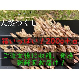 天然　つくし　無農薬200g＋α(野菜)