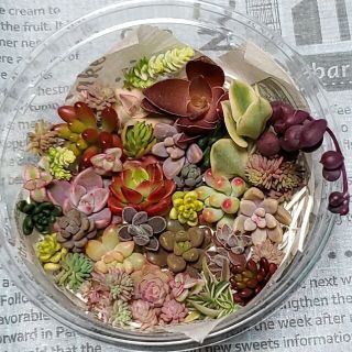 多肉植物　カット苗　詰め合わせ(その他)