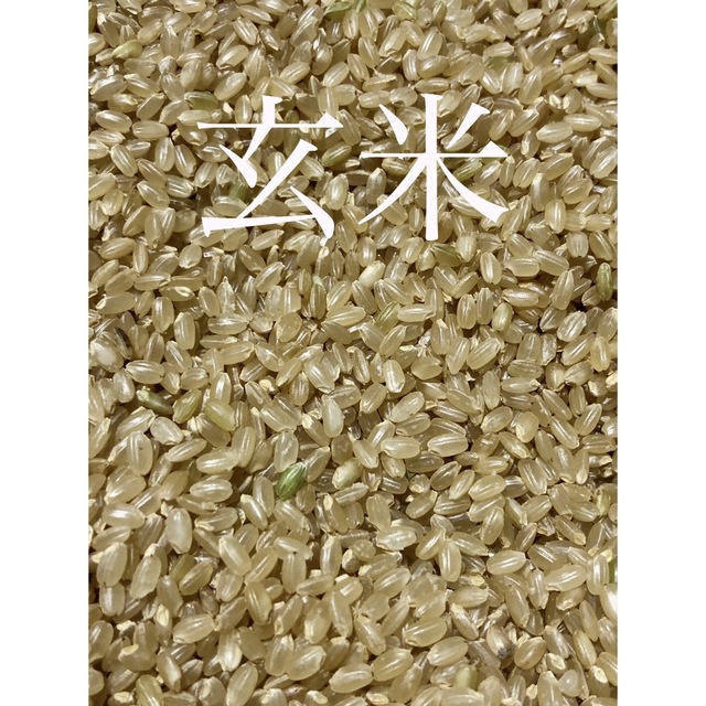 令和５年　新米　採れたて　農薬不使用　湧水栽培　玄米　15キロ  ひとめぼれ