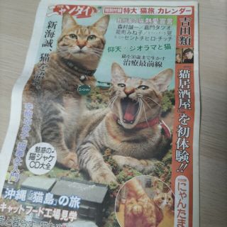 ニャンダイ　ねこ新聞　猫　カレンダー(猫)