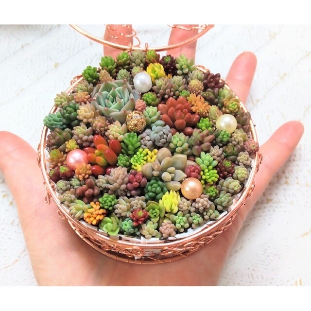 多肉植物の寄せ植え♡ワイヤーバスケットのちまちま寄せ 多肉植物の寄せ植え♡ワイヤーバスケットのちまちま寄せ