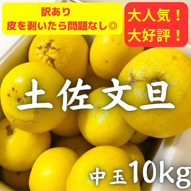 訳あり 高知特産 露地栽培 2L･L 18～25玉入 土佐文旦 文旦 約10kg 食品/飲料/酒の食品(フルーツ)の商品写真