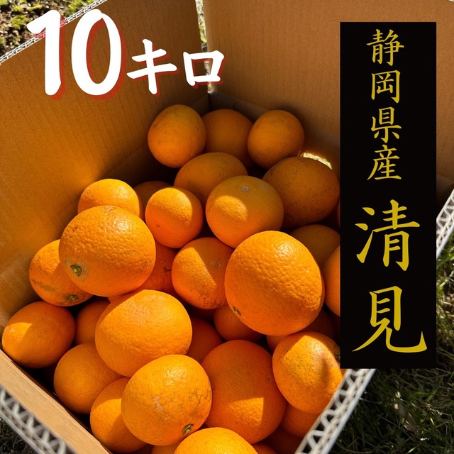 SALE！大好評！静岡県産【清見】10キロ  わけあり 食品/飲料/酒の食品(フルーツ)の商品写真