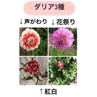 ダリア球根　✨３種類セット✨お買い得！(その他)