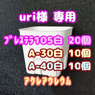 【スリット鉢】プレステラ105白20個 他 多肉植物 プラ鉢(プランター)