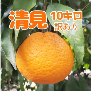 清見ｵﾚﾝｼﾞ10㌔ 訳あり 送料無料(フルーツ)