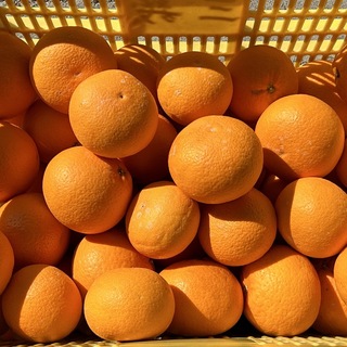 和歌山県産 清見オレンジ 約5キロ(フルーツ)
