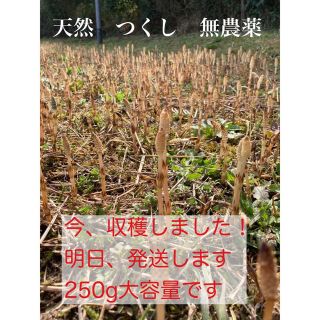 天然　つくし　無農薬250g(野菜)