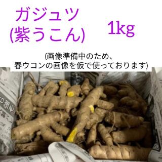 生 ガジュツ 紫うこん 1.7kg+オマケ(野菜)