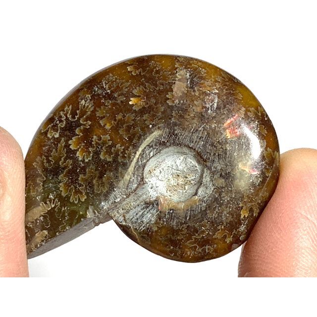 アンモナイト2－9・25g（マダガスカル産化石標本）