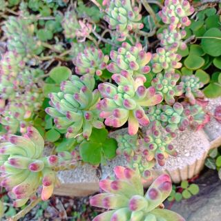 多肉植物　乙女心　カット苗(その他)