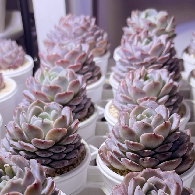多肉植物 アメイジンググレイス カット苗 一個 やや大きめ の 多肉植物 アメイジンググレイス カット苗 一個 やや大きめ の