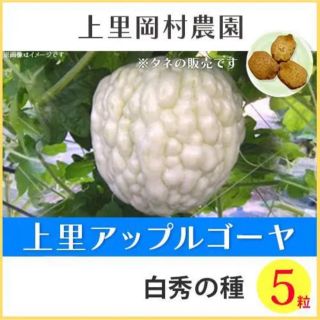 2330761【種白5】上里岡村農園寅さんのアップルゴーヤ白秀の種5粒＋おまけ(野菜)