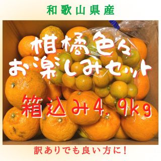 【ご家庭用】和歌山県産・柑橘色々お楽しみセット・箱込4.9キロ(フルーツ)