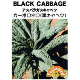 だい様向け＜野菜の種＞黒キャベツ　カーボロネロ　約７０粒+のらぼう菜(プランター)