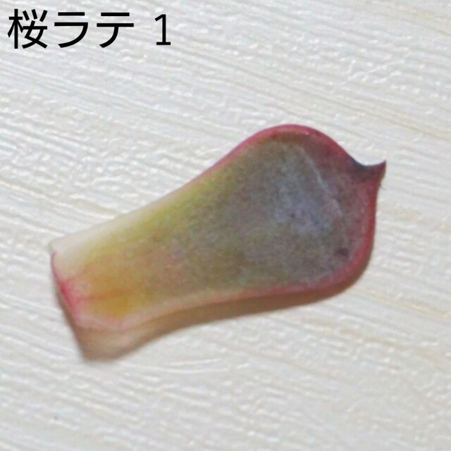 桜ラテ ① 葉挿し 未発芽未発根 多肉植物 レア 希少 韓国苗