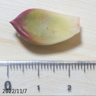 ブルーベリームース ① 葉挿し 未発芽未発根 多肉植物 レア 希少の通販 ...